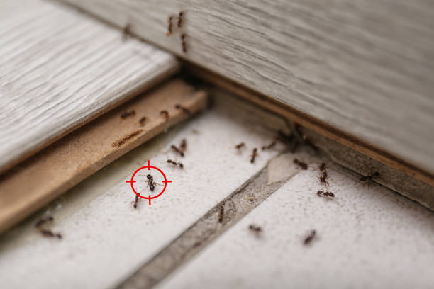 Best Pest Control Near Me  in Laconia, NH