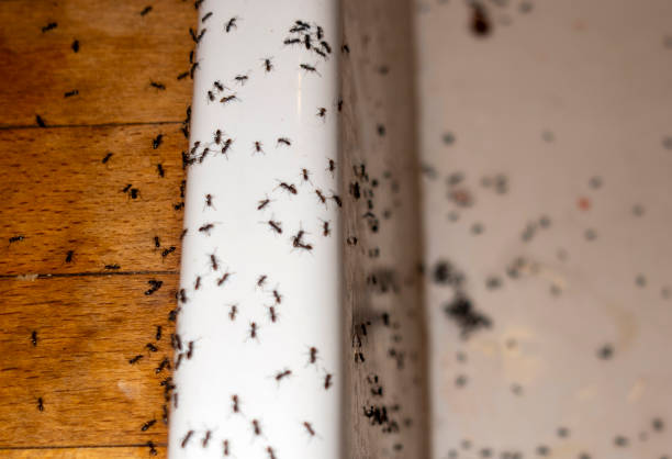 Best Rat Extermination Near Me  in Laconia, NH