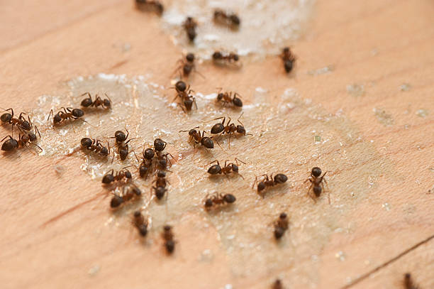 Professional Pest Control in Laconia, NH