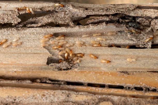 Best Flea Control Services  in Laconia, NH